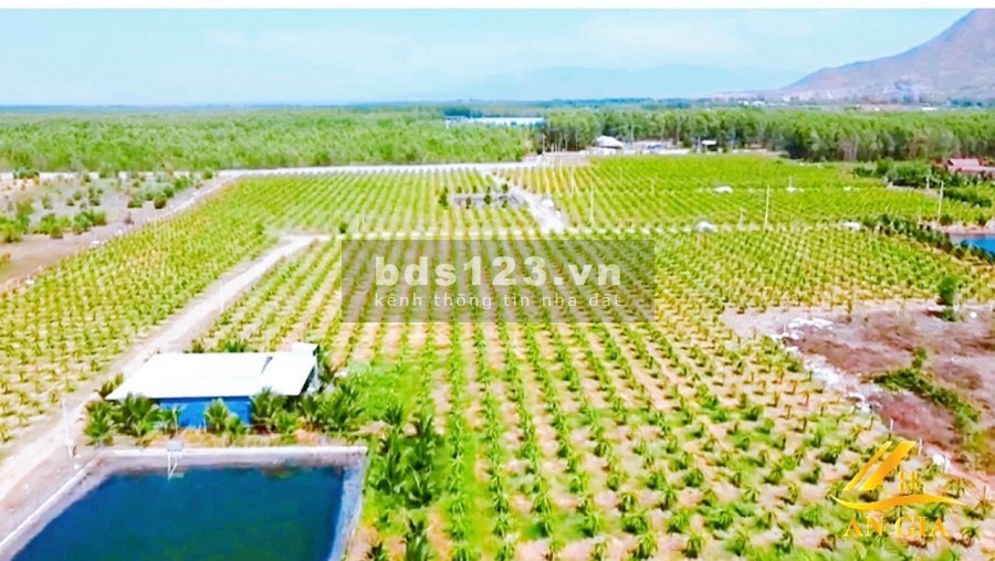 Chính chủ cần bán 13ha đất vườn đang trồng thanh long, cách sân bay Phan Thiết 4km