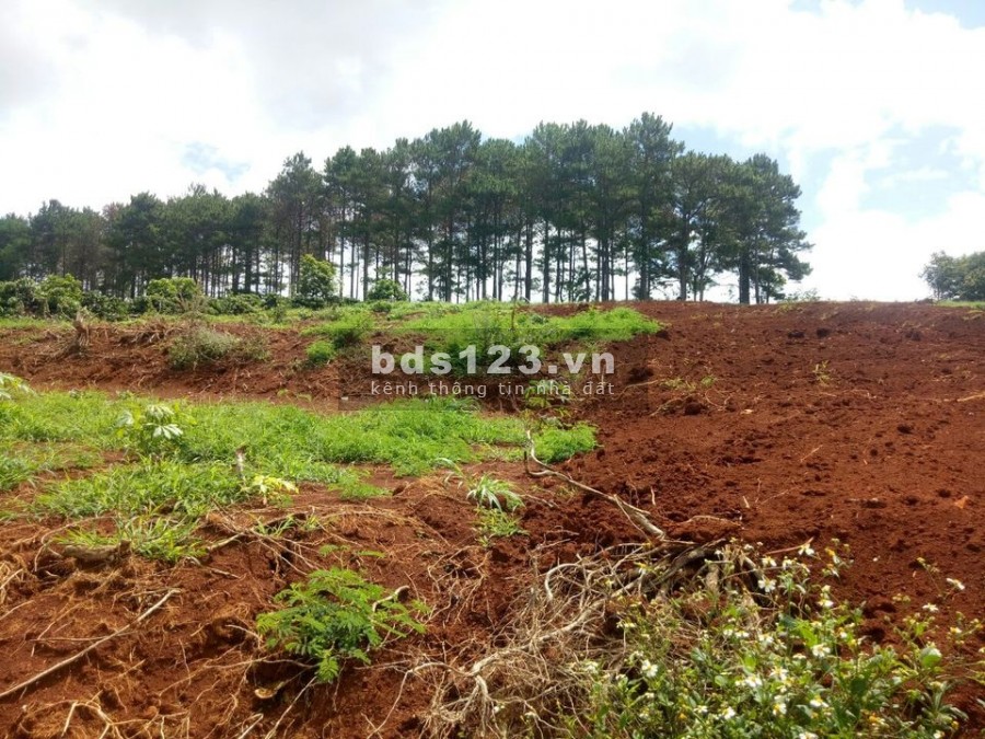 Cần bán 5 nền biệt thự thị trấn nam ban, diện tích trên 300m2 có thổ cư giá chỉ từ 939tr