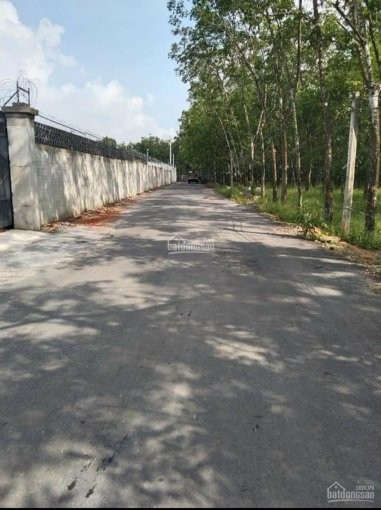 Đất Tân Uyên nhượng 10m mặt tiền ngay KCN VSIP 2 Vĩnh Tân, sổ sẵn giá rẻ công chứng trong ngày