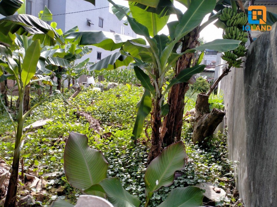 Chính chủ tôi bán đất 52m2 tại Lương Nỗ xã Tiên Dương Đông Anh Hà Nội.