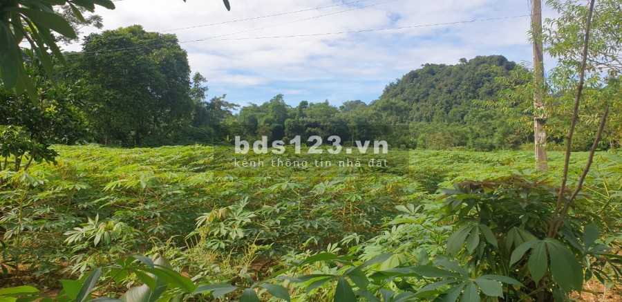 CỰC HOT. Lô đất 8000m sơn thủy hữu tình, vào là mát rượi giá chỉ 3.7 tỷ