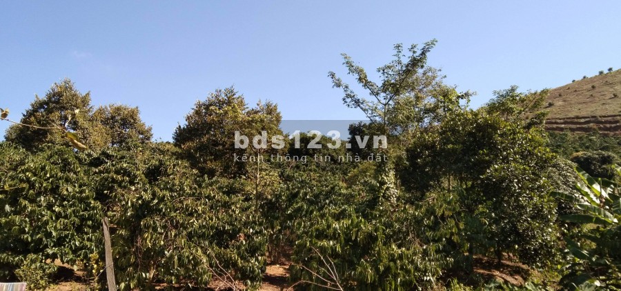 Bán đất nông nghiệp vườn Lâm Đồng, giá 2 tỷ, liên hệ 0327171258