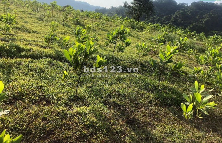 Bán đất chỉ 10 ngàn 1m đất tại Tân Lạc - Hòa Bình. rẻ như cốc trà đá