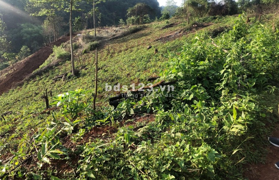 Bán đất chỉ 10 ngàn 1m đất tại Tân Lạc - Hòa Bình. rẻ như cốc trà đá