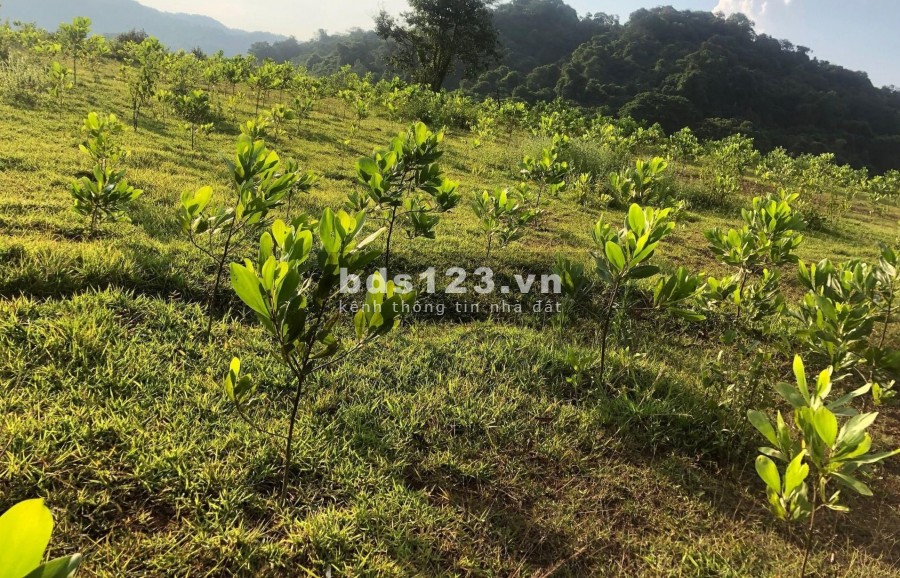 Bán đất chỉ 10 ngàn 1m đất tại Tân Lạc - Hòa Bình. rẻ như cốc trà đá