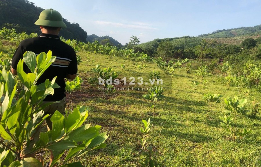 Bán đất chỉ 10 ngàn 1m đất tại Tân Lạc - Hòa Bình. rẻ như cốc trà đá