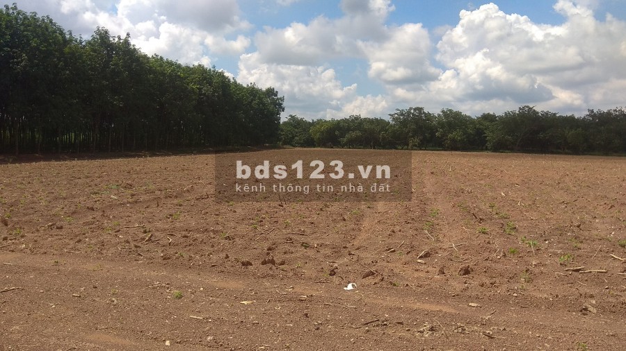 Đất TP Đồng Xoài dt 35x30=1000m2 trong trung tâm, sát chợ, trường học sổ riêng