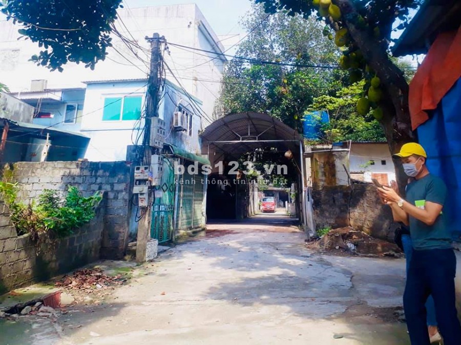Cần tiền bán gấp Siêu phẩm Gà đẻ trứng Vàng, giá mùa dịch, Chương Mỹ, Hà Nội
