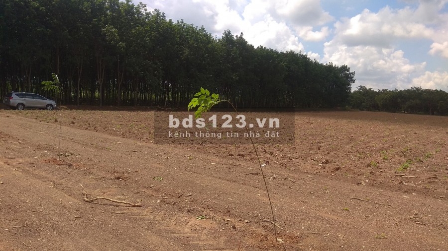 Đất TP Đồng Xoài dt 35x30=1000m2 trong trung tâm, sát chợ, trường học sổ riêng