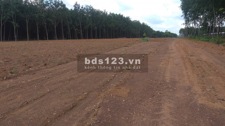 Đất TP Đồng Xoài dt 35x30=1000m2 trong trung tâm, sát chợ, trường học sổ riêng