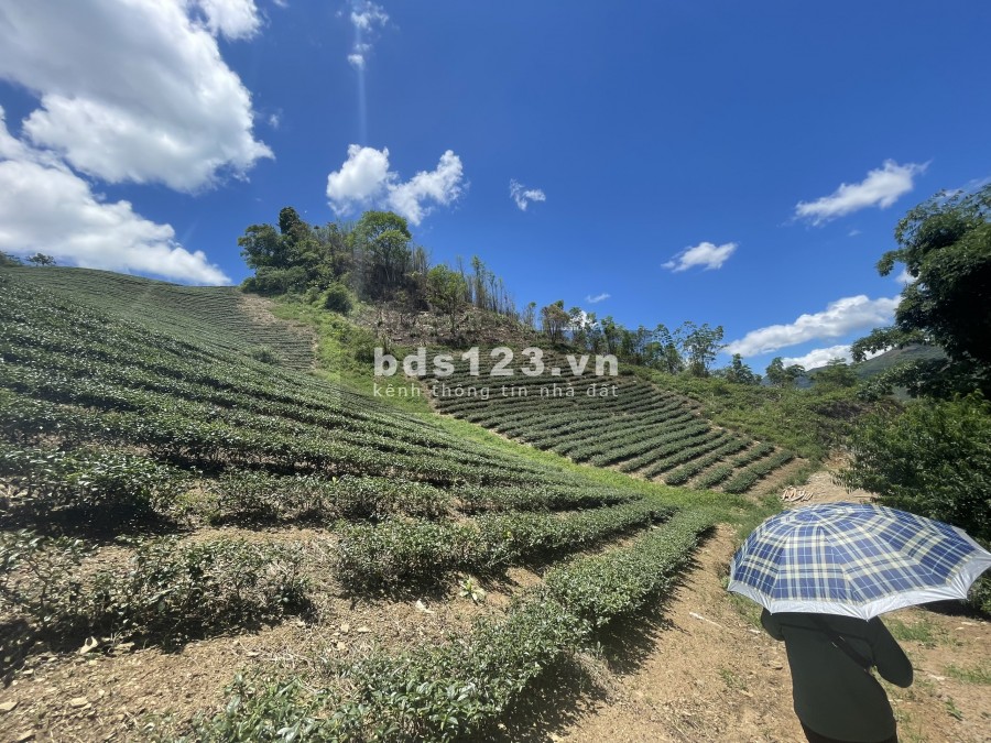 Đầu tư thông minh, mảnh đất 4,7ha pháp lý rõ ràng ở xã Phiêng Luông- điểm đầu cao tốc