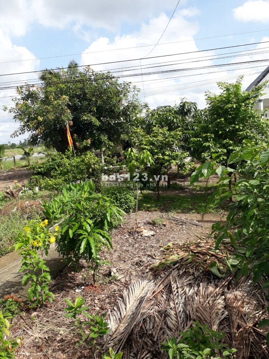Cần bán gấp đất nền xã Lợi An huyện Trần Văn Thời, dt 300m2, giá 700 triệu