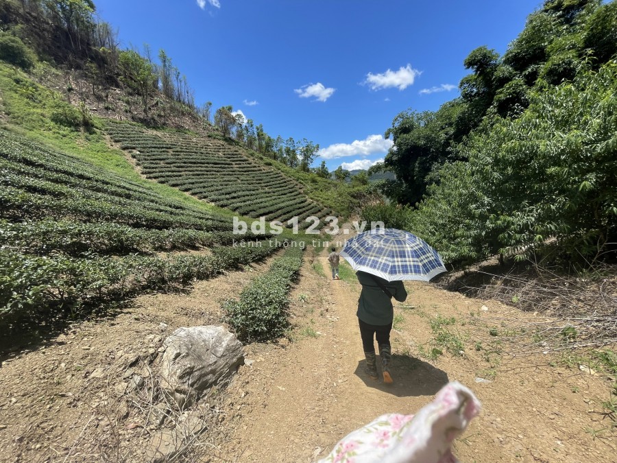 Đầu tư thông minh, mảnh đất 4,7ha pháp lý rõ ràng ở xã Phiêng Luông- điểm đầu cao tốc