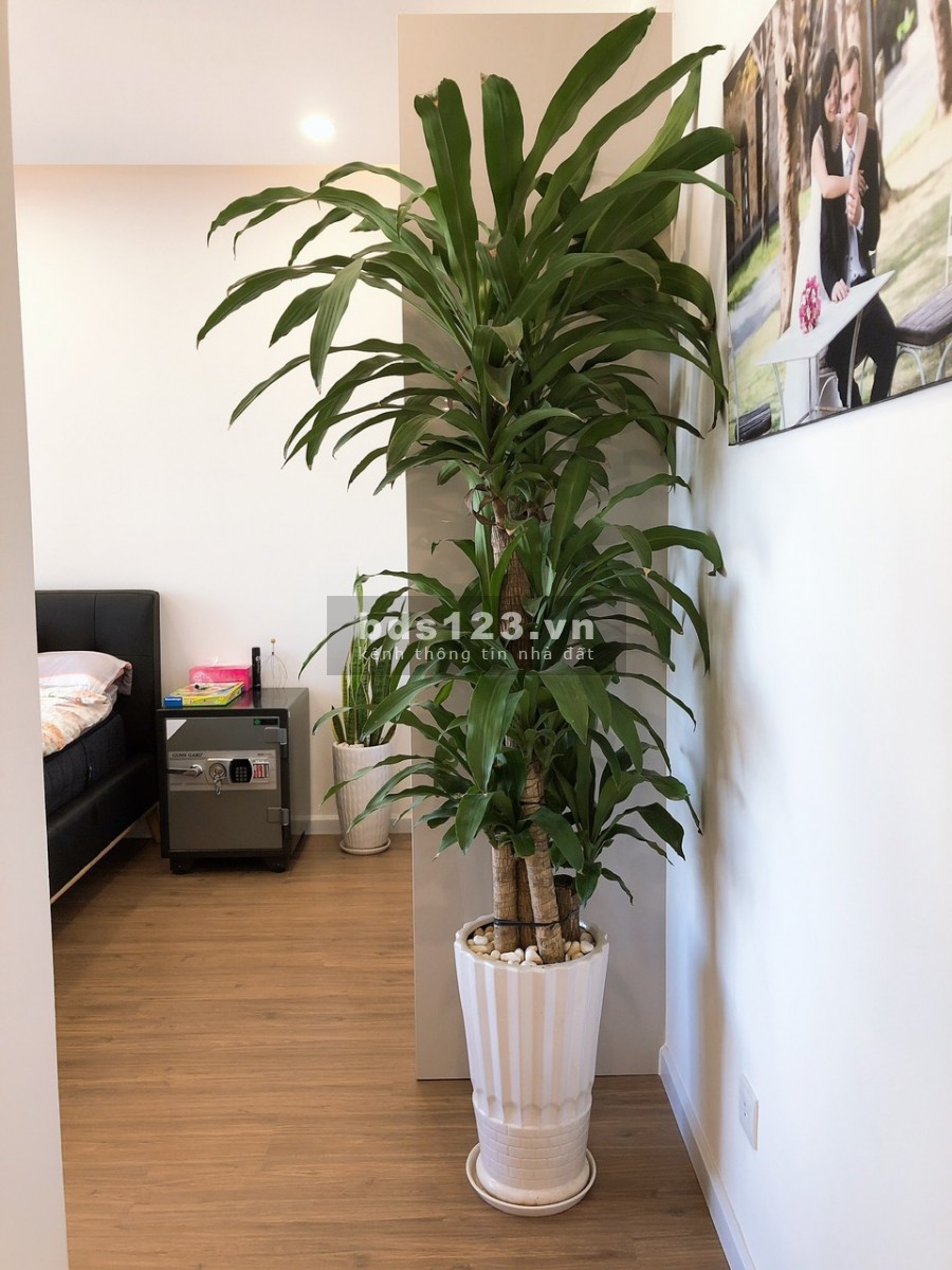 Cho thuê căn hộ chung cư cao cấp Palm Heights, trợ giá mùa dịch