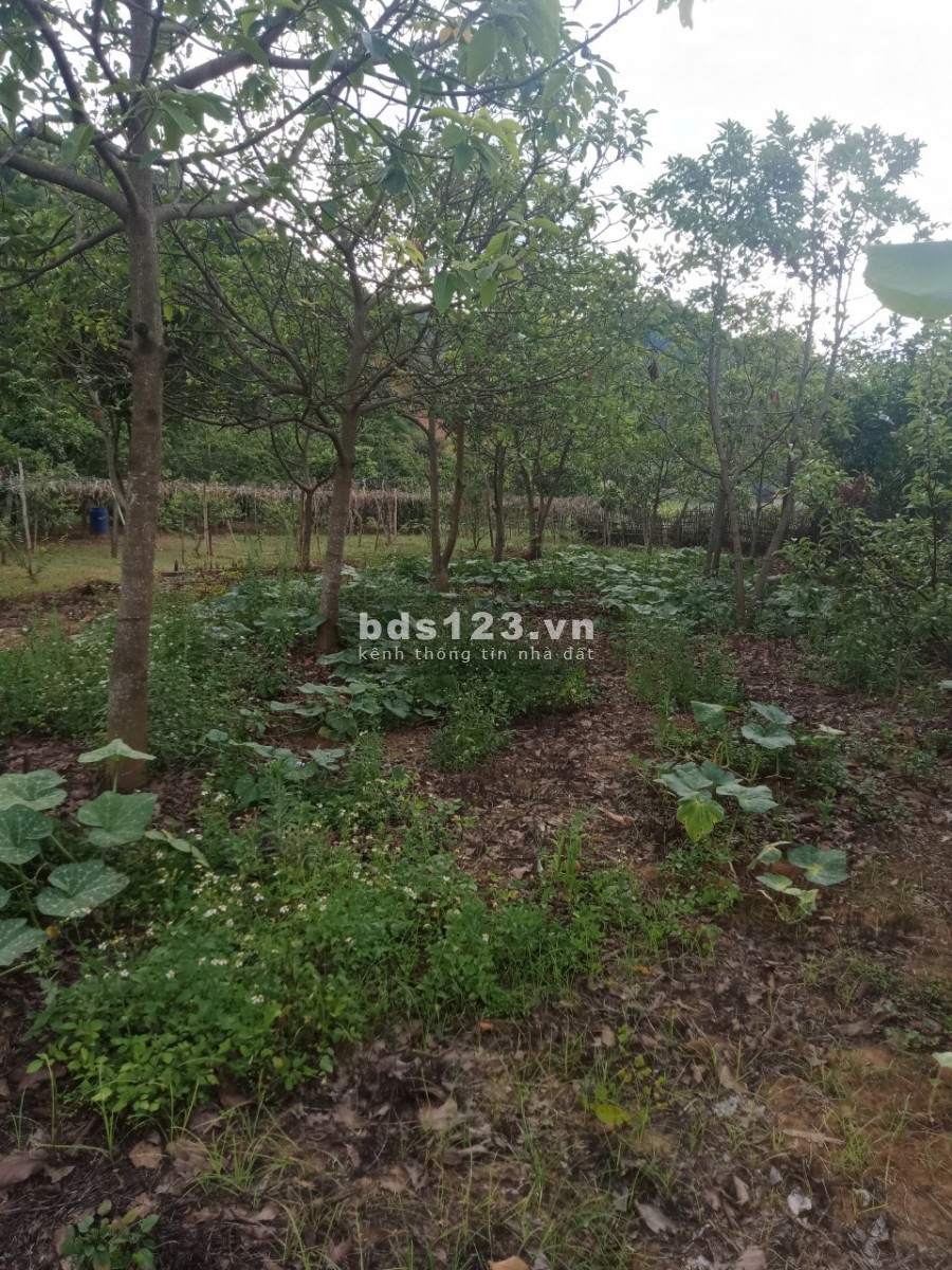 Bán đất Mộc Châu 6200m đất thoải có nước chảy quanh view nhìn ra ruộng lúa và đường to 31m. 0822356688