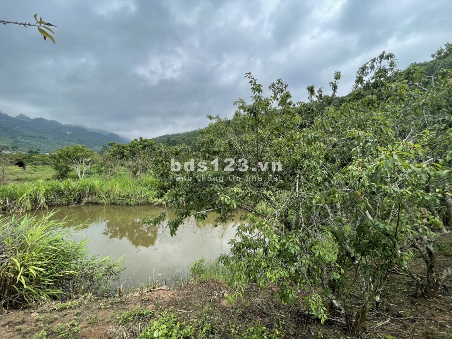 Bán đất Mộc Châu 6200m đất thoải có nước chảy quanh view nhìn ra ruộng lúa và đường to 31m. 0822356688