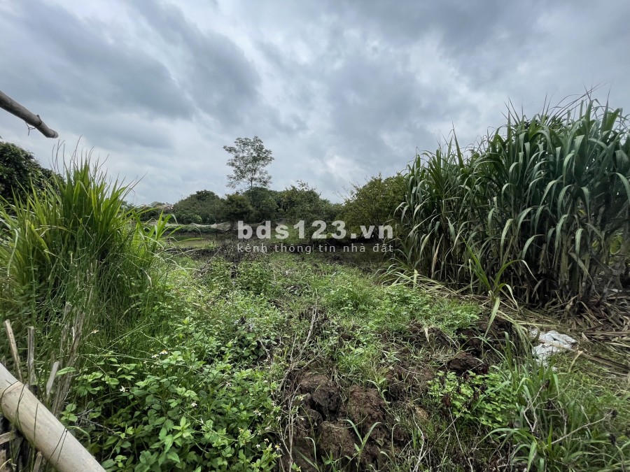 Bán đất Mộc Châu 6200m đất thoải có nước chảy quanh view nhìn ra ruộng lúa và đường to 31m. 0822356688