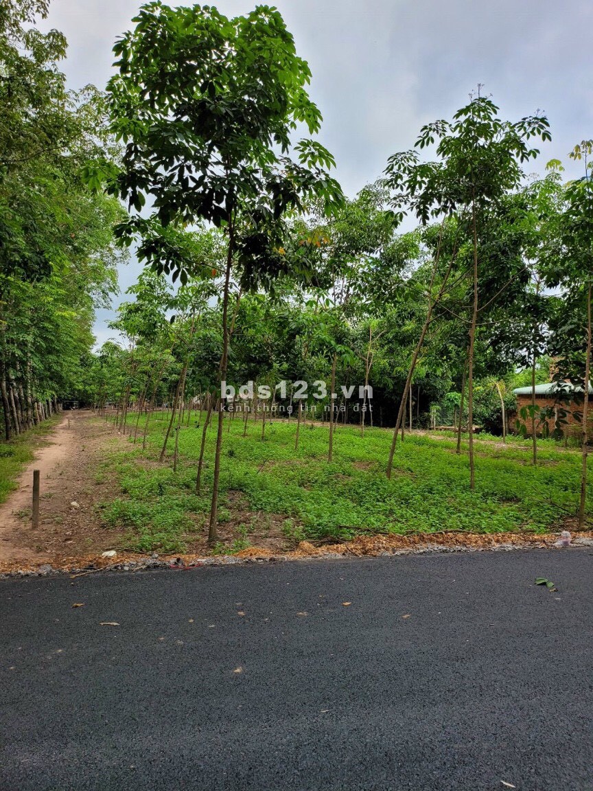 Bán Đất Trung Tâm Thị Xã Bình Long , Bình Phước Đường Nhựa