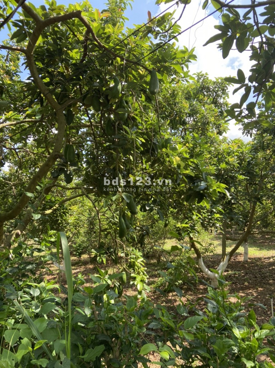 Bán đất chính chủ tại xã Long Tân Đất Đỏ Bà Rịa Vũng Tàu 0938362355