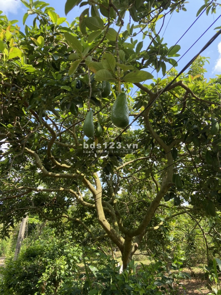 Bán đất chính chủ tại xã Long Tân Đất Đỏ Bà Rịa Vũng Tàu 0938362355