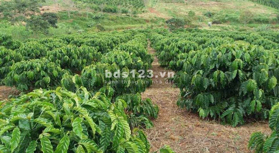 Bán lô đất nông nghiệp 800m2, giá bán 650 triệu, Đông Thanh, ven Đà Lạt, lh 0935434534