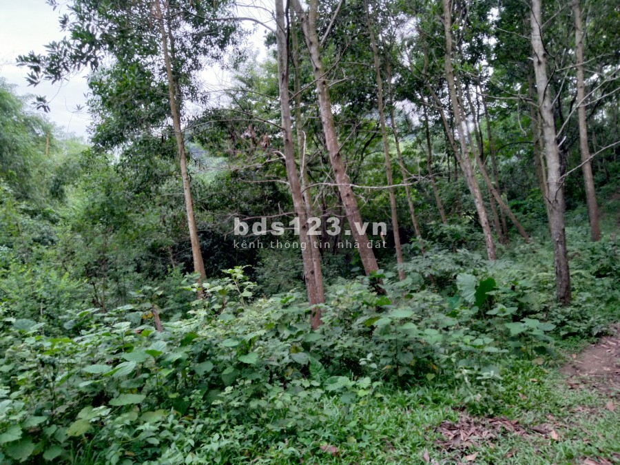 Cần bán 2,6 Ha đất rừng sx, Tân Thành Lương Sơn, lhcc, giá hợp lí