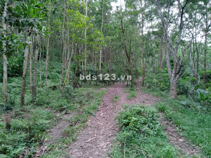 Cần bán 2,6 Ha đất rừng sx, Tân Thành Lương Sơn, lhcc, giá hợp lí