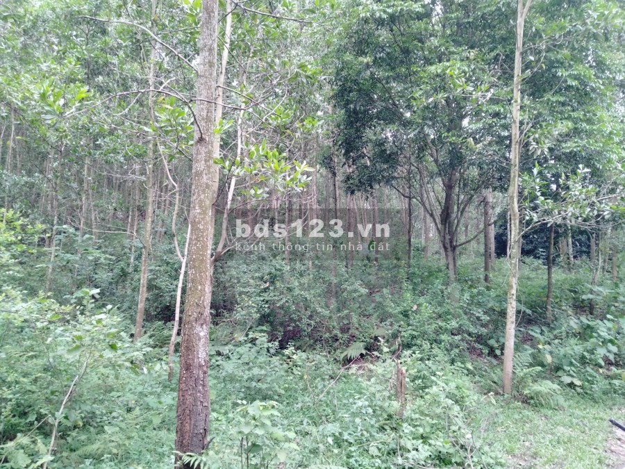 Cần bán 2,6 Ha đất rừng sx, Tân Thành Lương Sơn, lhcc, giá hợp lí