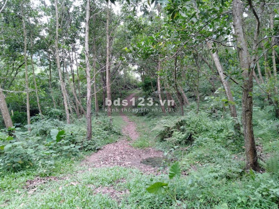 Cần bán 2,6 Ha đất rừng sx, Tân Thành Lương Sơn, lhcc, giá hợp lí