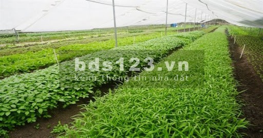 Sở hữu ngay không gian sống lý tưởng diện tích 550 -600m2
