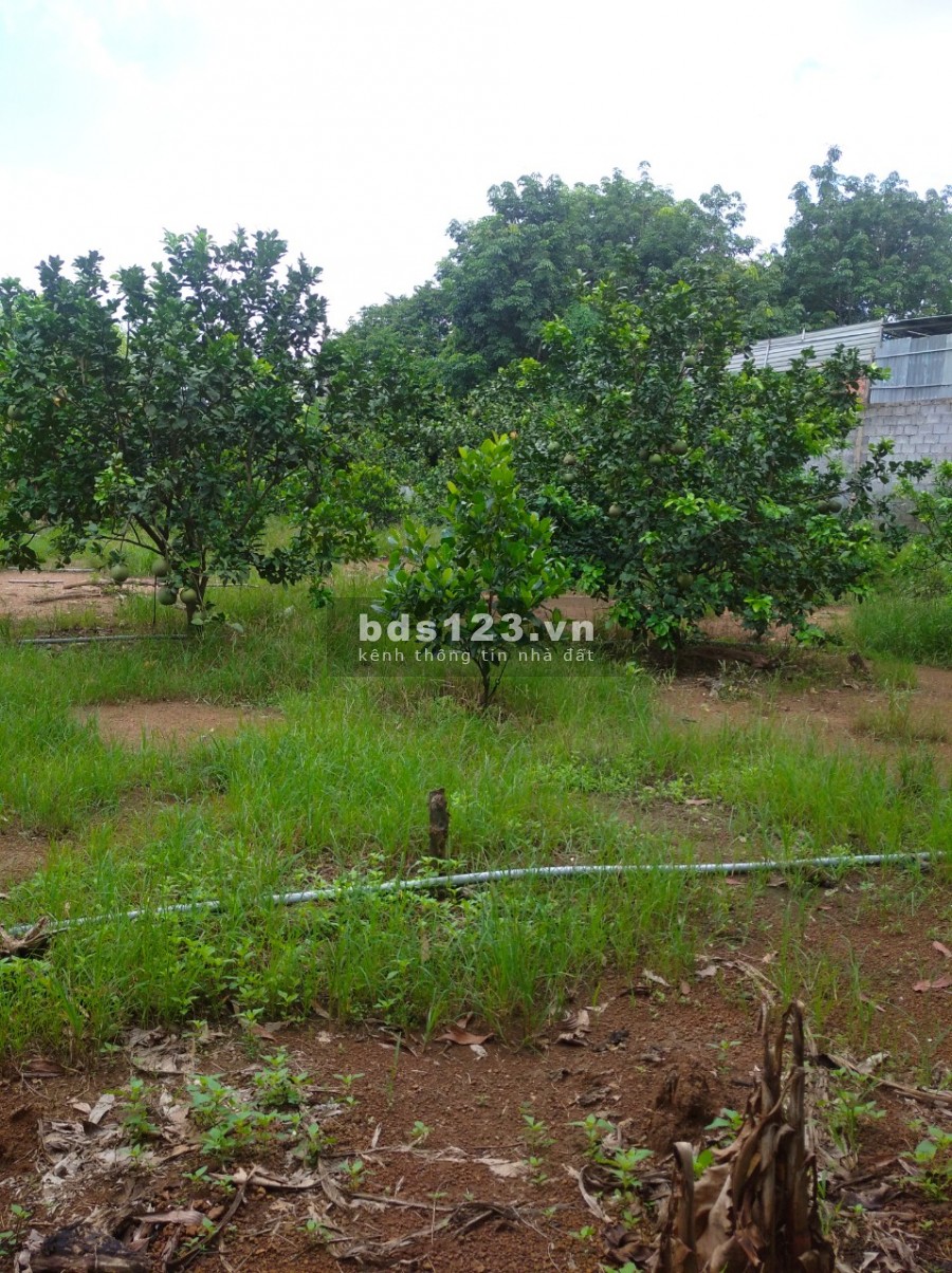 Bán 5300 m2 đất vườn Trị An Vĩnh Cửu có 900m tc giá 5,7tỷ