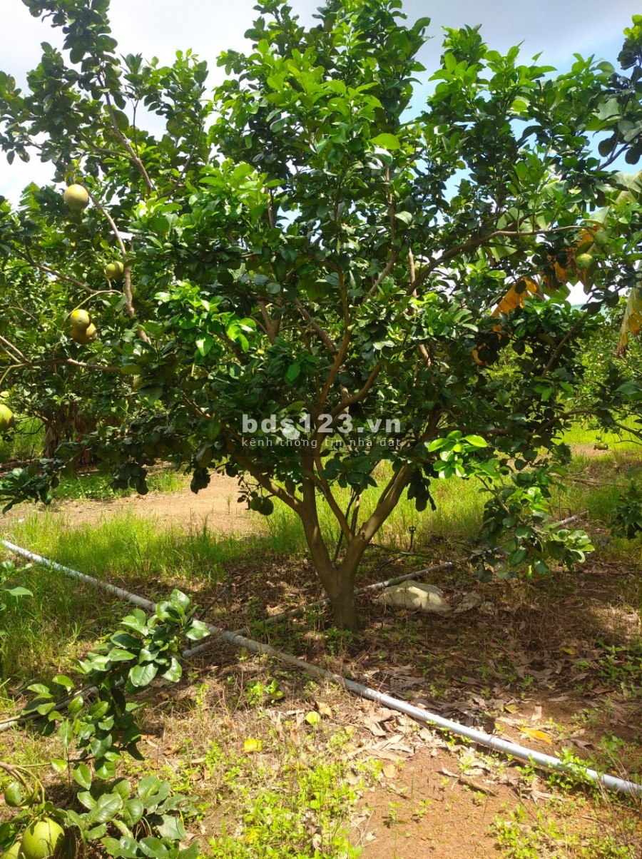 Bán 5300 m2 đất vườn Trị An Vĩnh Cửu có 900m tc giá 5,7tỷ