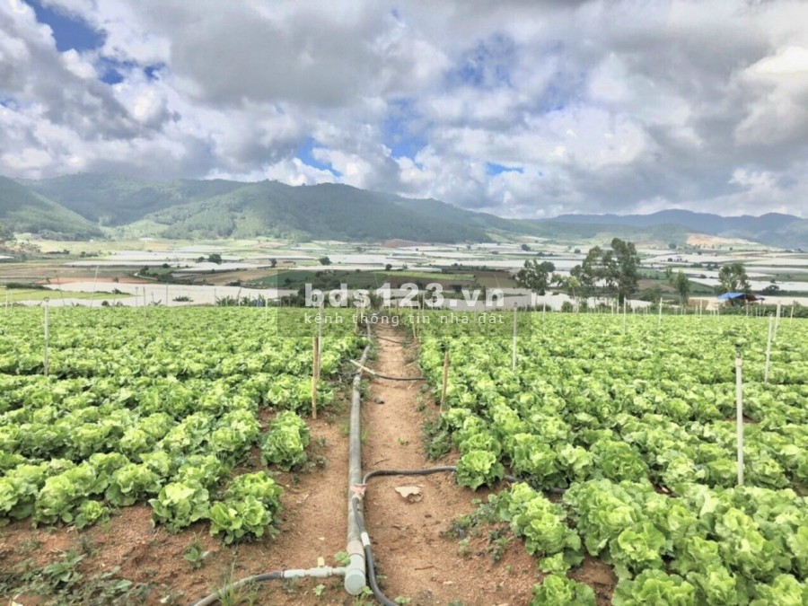đất đầu tư nghỉ dưỡng giá rẻ cho anh chị vùng ven đà lạt