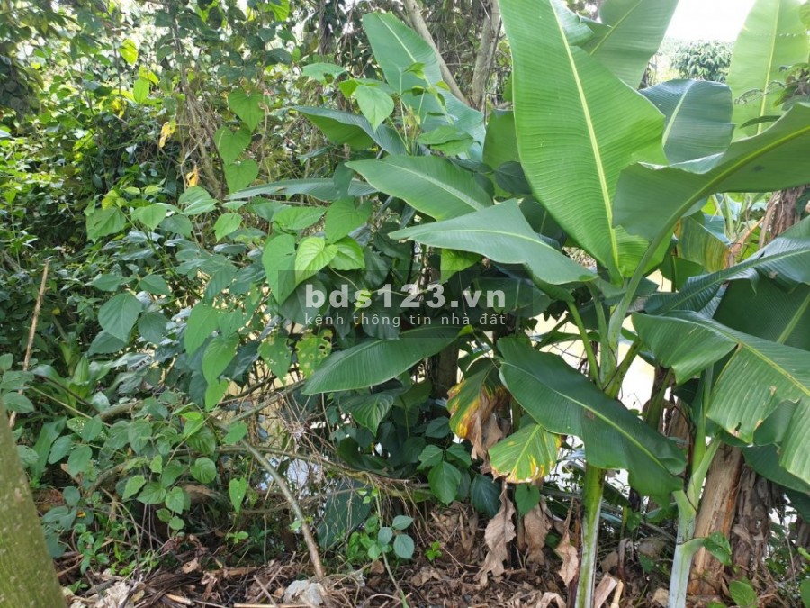 Bảo Lộc - Lâm Đồng. Cần tiền bán gấp 02 lô đất 10x30m ngay ngã 3 - Mặt tiền đường Blao Sire.
