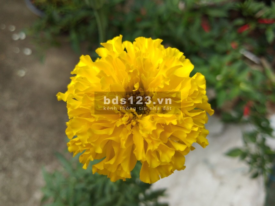 Cần bán lô đất tái định cư Đồng Doi diện tích. sử dụng 116m2 giá đầu tư