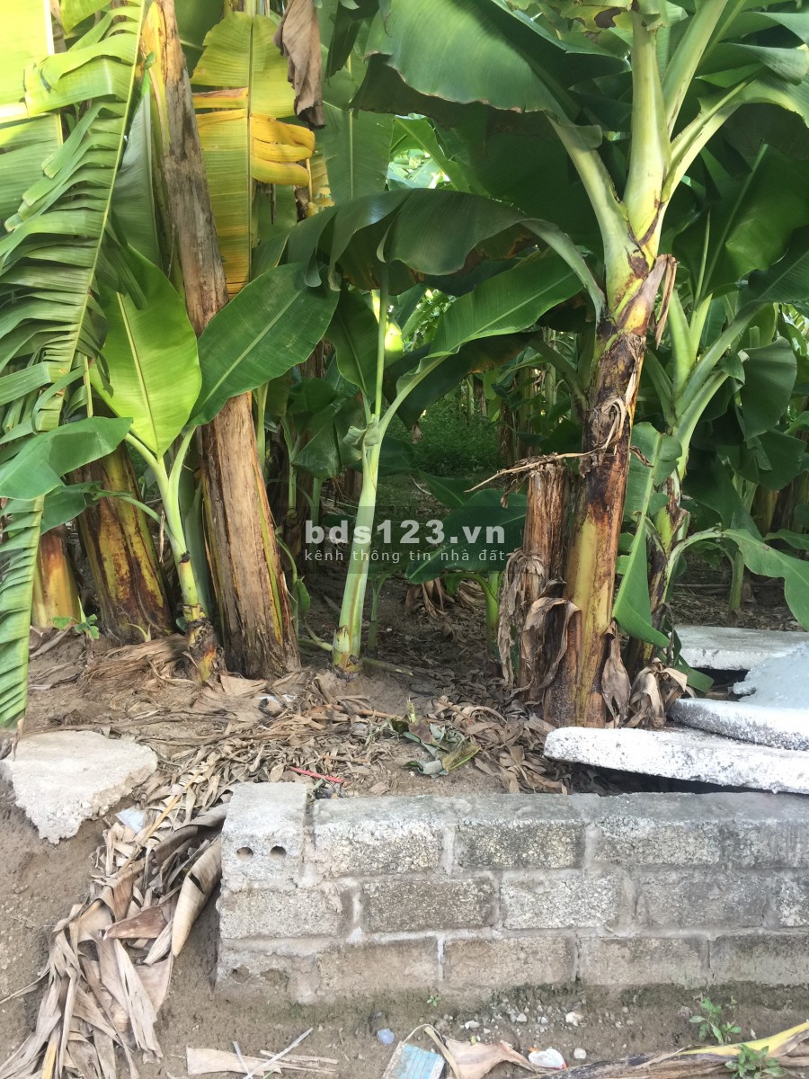 Bán đất Tân Châu, Khoái Châu, Hưng Yên, hơn 1000m2, đường rộng 7m, 6 tỷ +
