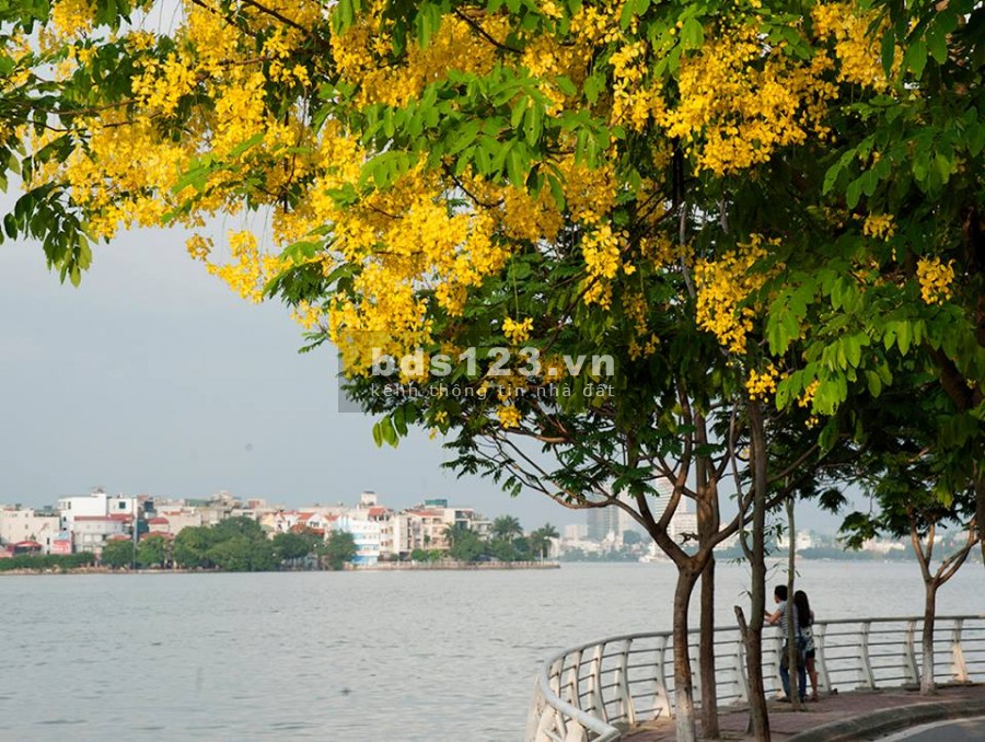 Hiếm, Bán Nhà Phố Lạc Long Quân, Kinh Doanh, Gara Oto, Gần Hồ Tây, 82m2, 13 tỷ