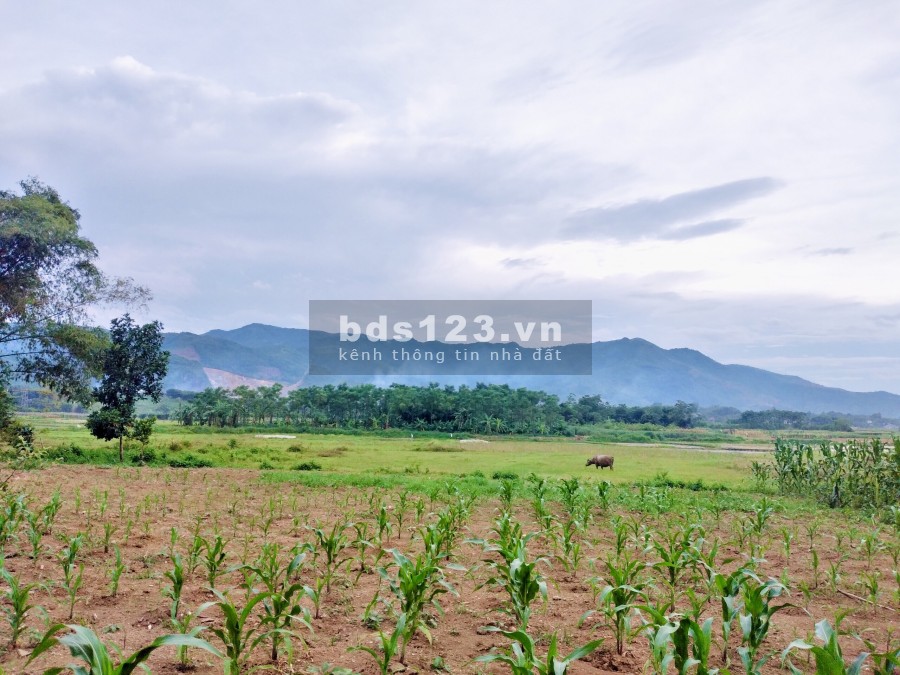 Chính chủ cần tiền bán gấp mảnh Nhuận Trạch, Lương Sơn, Hoà Bình gần tổ hợp khu du lịch Đồng Chanh