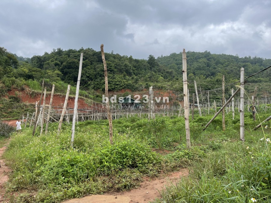 Bán đất làm Homestay Nghỉ Dưỡng Mộc Châu, lưng tựa núi, suối chảy quanh xuất sắc 0822356688