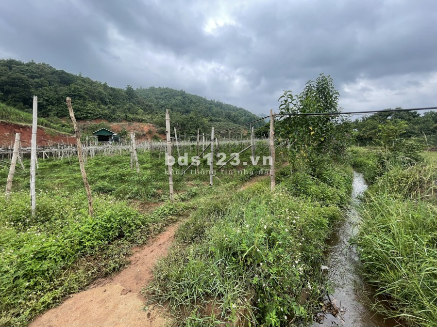 Bán đất làm Homestay Nghỉ Dưỡng Mộc Châu, lưng tựa núi, suối chảy quanh xuất sắc 0822356688