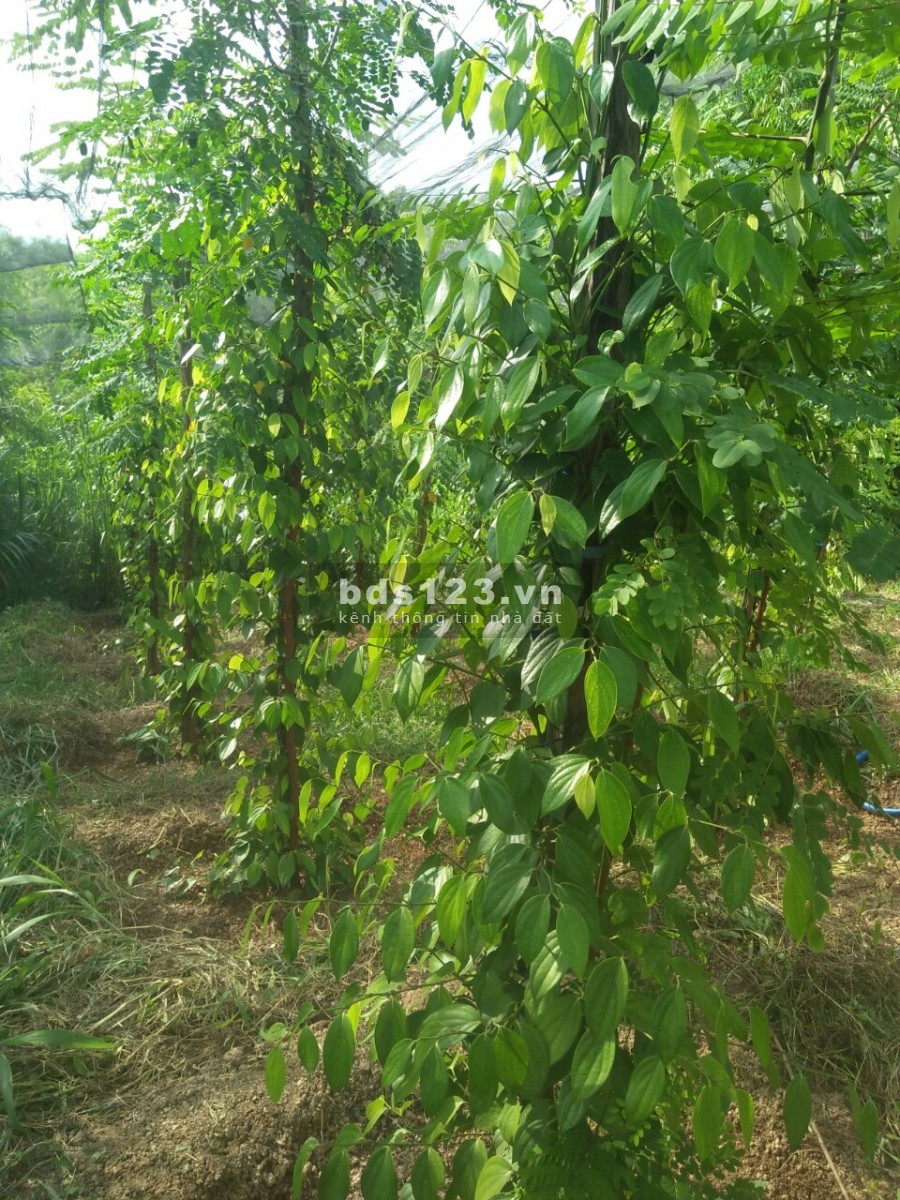 Chính chủ cần thanh lý lô đất đẹp 4262m2 giá cực tốt tại Xã Tân Tiến Bù Đốp Bình Phước