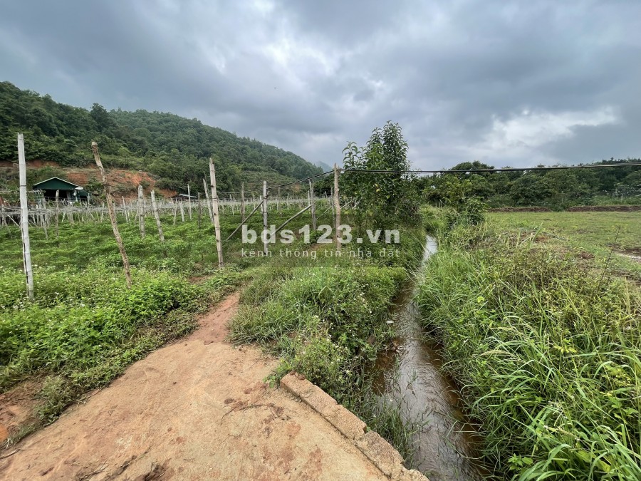 Bán đất làm Homestay Nghỉ Dưỡng Mộc Châu, lưng tựa núi, suối chảy quanh xuất sắc 0822356688