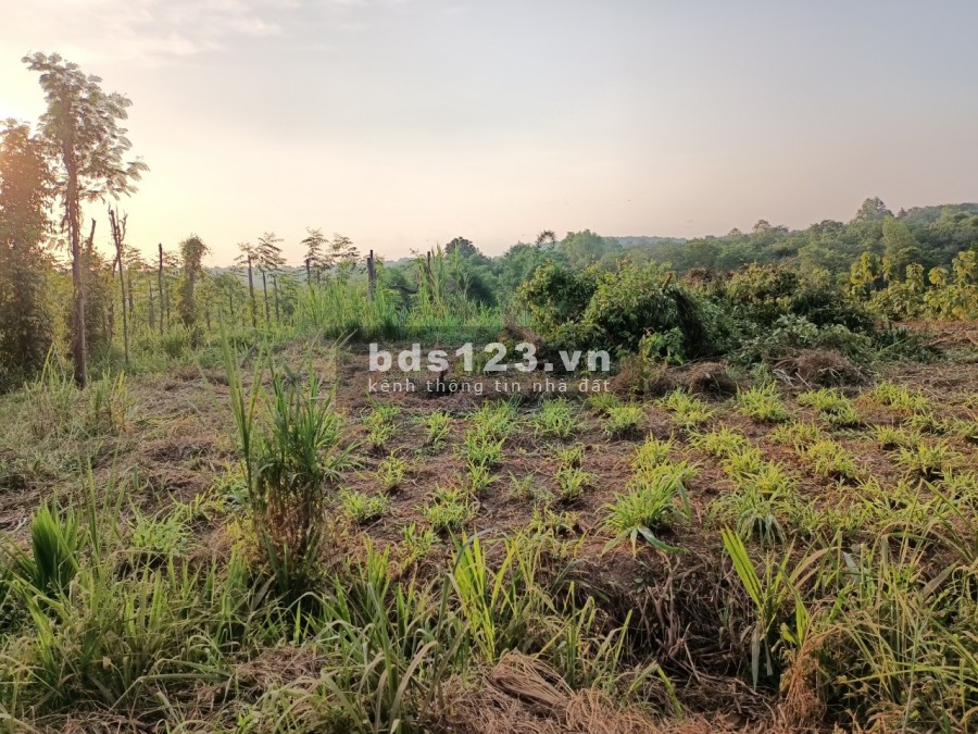 Chính chủ cần thanh lý lô đất đẹp 4262m2 giá cực tốt tại Xã Tân Tiến Bù Đốp Bình Phước