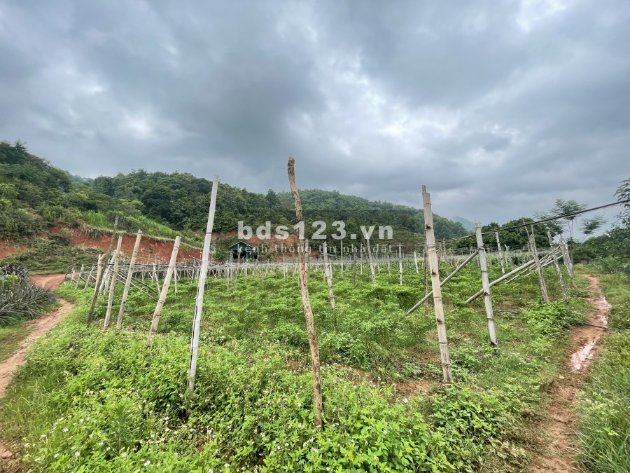 Bán đất làm Homestay Nghỉ Dưỡng Mộc Châu, lưng tựa núi, suối chảy quanh xuất sắc 0822356688