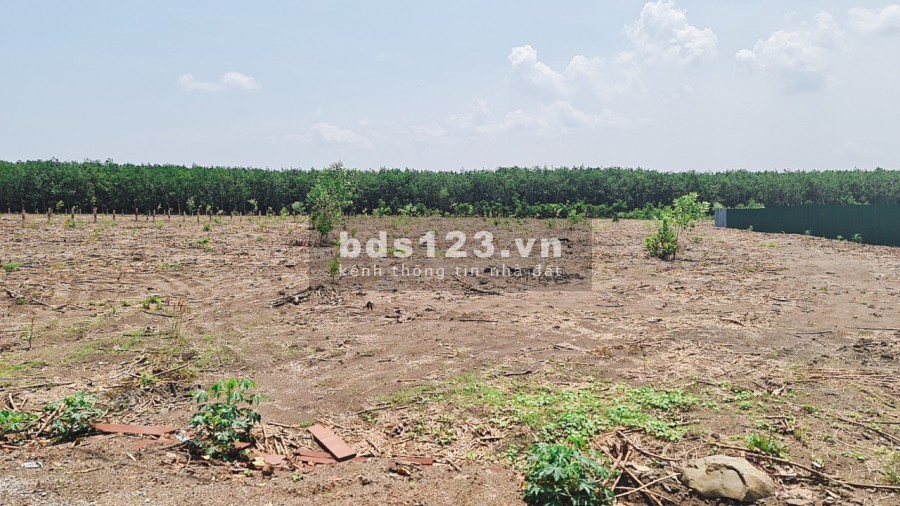 Kẹt tiền bán gấp 1 mẫu đất xuyên mộc 2 Mặt tiền trước sau đường nhà nước rộng 7m