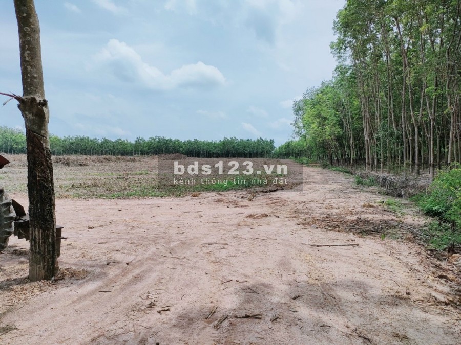 Bán 1300m2 đường 7m view hồ siêu đẹp, gần ql14, liền kề becamex, cam kết mọi thứ là thật