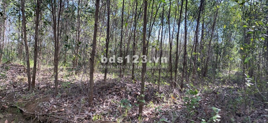 Cần bán gấp 2002m2 đất nông nghiệp kế biển, xã Bình Trị, Quảng Ngãi 290 triệu