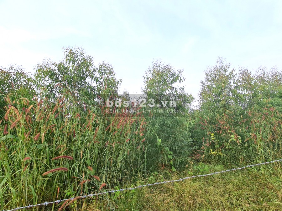 Bán đất mặt tiền thị trấn Tân Nghĩa 7000m2, giá 1.6 tỷ, Hàm Tân, Bình Tân, liên hệ 0931144449