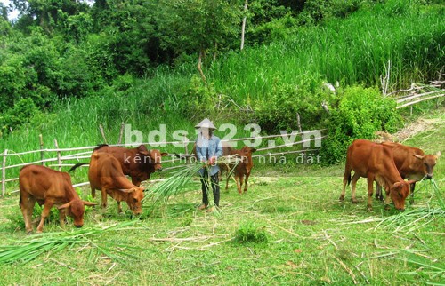 Bán đất đang làm trang trại chăn nuôi gần mặt tiền 786 huyện bến cầu Tây Ninh, giá rẻ. LH0931572806