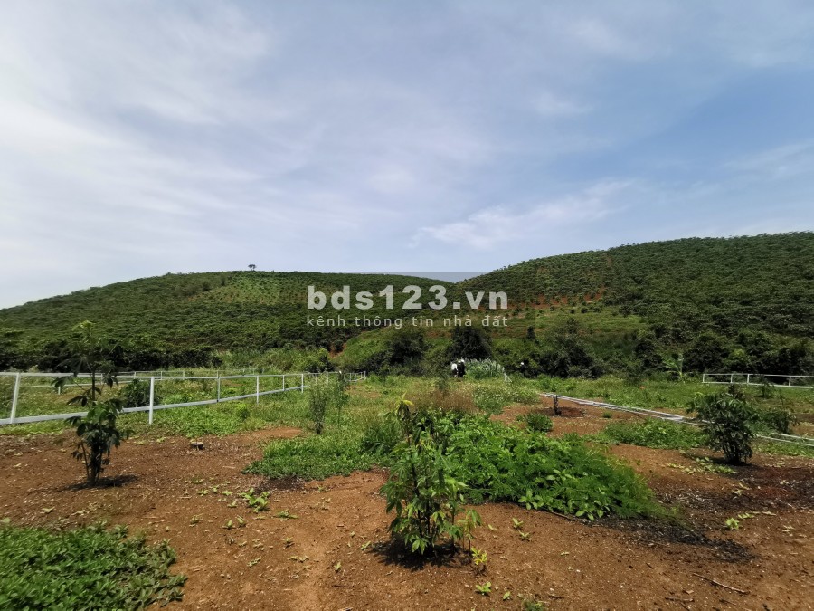 Sở Hữu 500M2 Đất Homestay-Nghỉ Dưỡng View Suối Săn Mây Nguyễn Văn Cừ